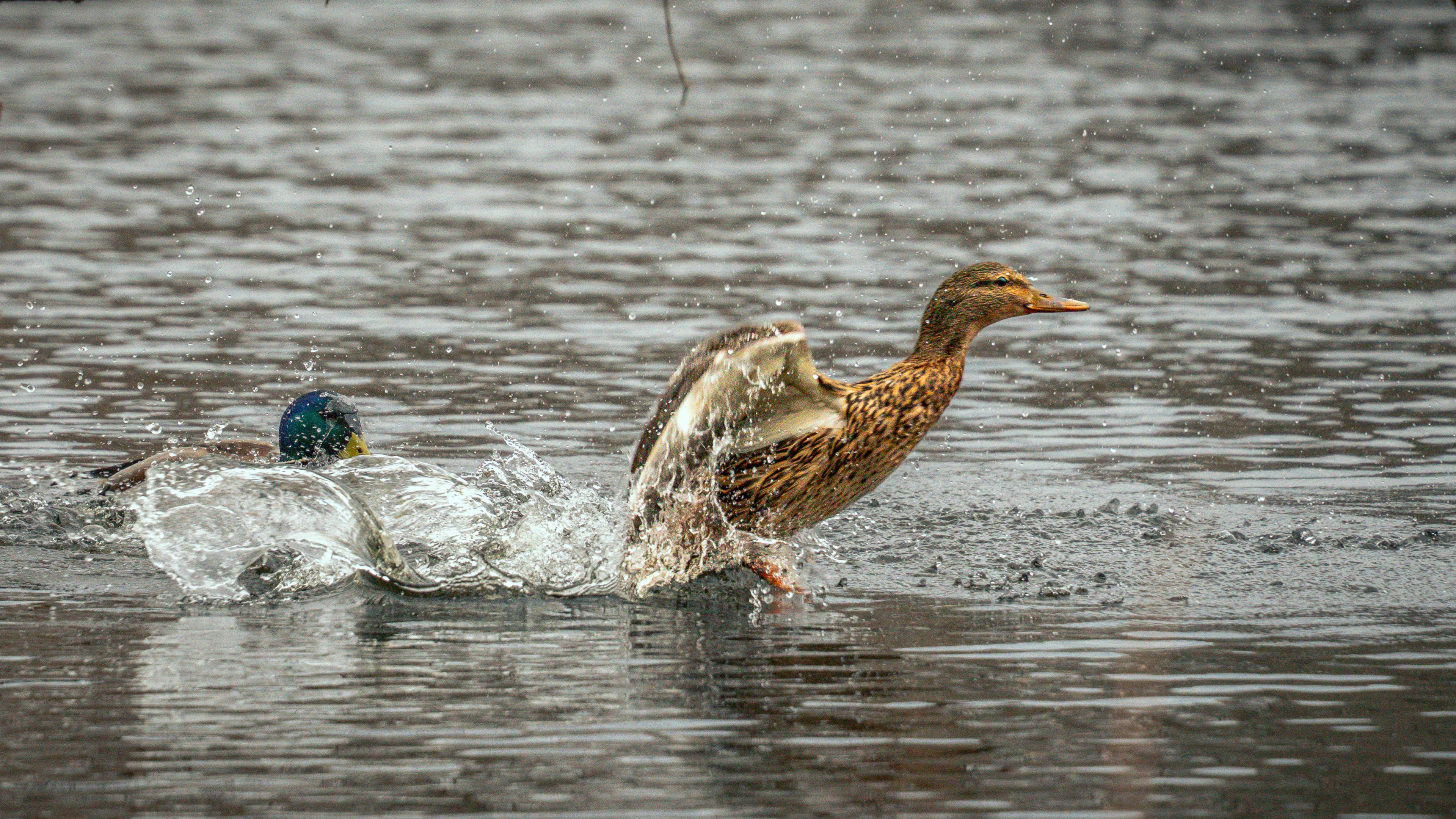 Sigma 20-200mm action photo showing duck splashing water